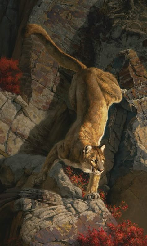 “Vantage Point (Cougar)“ Greg Beecham, Robert Bateman, Bull Elk, Big Cats Art, Mule Deer, Wildlife Paintings, Mountain Lion, Wildlife Artists, Lion Art