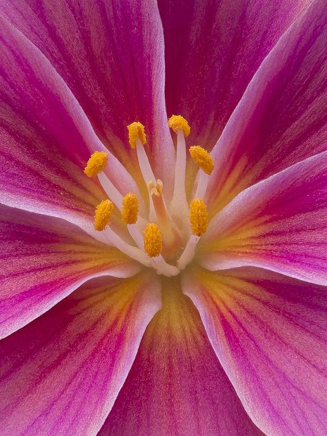 Nature Close Up Photographs, Flowers Close Up, Upclose Flower, Lewisia Flower, Beautiful Tree Drawing, Botanical Garden Photography, Lewisia Cotyledon, Flowers Reference, Macro Photography Flowers