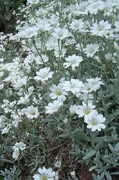 "DESCRIPTION: NAME: Snow In Summer OTHER COMMON NAMES: Chickweed SCIENTIFIC NAME: Cerastium Biebersteinii COLOR: White PLANT SEEDS: Outdoors after frost / Indoors weeks before last frost PLANT HEIGHT: 6 - 12\" PLANT SPACING: 12 - 18\" BLOOM TIME: Spring HARDINESS ZONE: 3 - 7 LIGHT REQUIREMENTS: Sun - Part Shade SOIL & WATER PREFERENCES: Average QUANTITY: 1500 Seeds OTHER: Snow In Summer makes an excellent ground cover or rock garden plant. * RECEIVE A FREE GIFT FROM SEEDVILLE USA'S \"WILD SI Summer Snow, Snow Cover, Rock Garden Plants, Snow In Summer, Herbaceous Border, Gladioli, Rock Gardens, White Plants, English Country Gardens