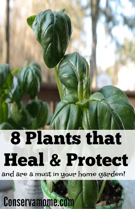 Medical Plants, Gardening Indoors, Herbal Skincare, Plant App, Natural Insect Repellant, Herbs For Health, Home Protection, Body Detox, Container Garden