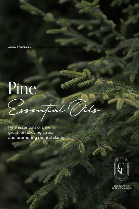 Pine Essential Oil Benefits, Oil Ads, Pine Oil, Pine Essential Oil, Essential Oil Companies, Media Branding, Spiritual Coach, Essential Oil Benefits, Carrier Oil