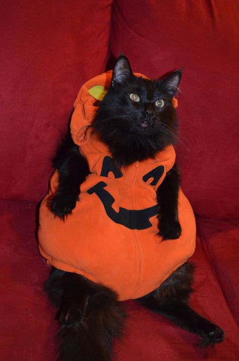 ohthecarl Halloween Decor Diy, Fall Cats, Vampire Cat, Cat Halloween Costume, Pet Halloween Costumes, A Black Cat, Cat Costumes, Funny Cat Pictures, Cat Aesthetic