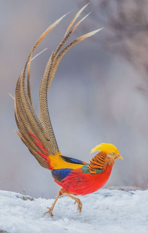 Ornithology - A snowy Golden Pheasant in central China's Henan province ~.~ Weird Birds, Birds Wings, Golden Pheasant, British Birds, Tropical Animals, Pretty Animals, Nature Birds, Animal References, Bird Pictures