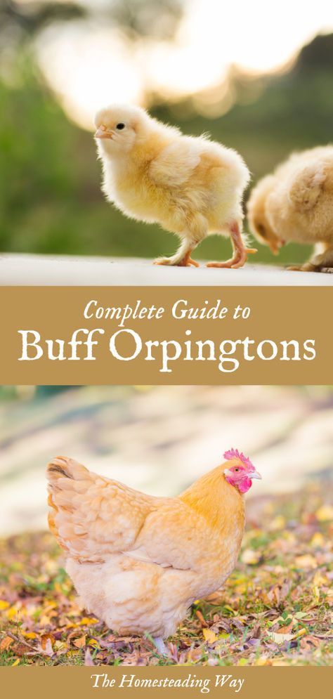 Complete Guide to Buff Orpington Chickens Buff Orpingtons, Buff Orpington Hen, Orpington Chickens, Buff Orpington Chickens, Easter Egger Chicken, Baby Chicks Raising, Buff Orpington, Backyard Chicken Farming, Chicken Life