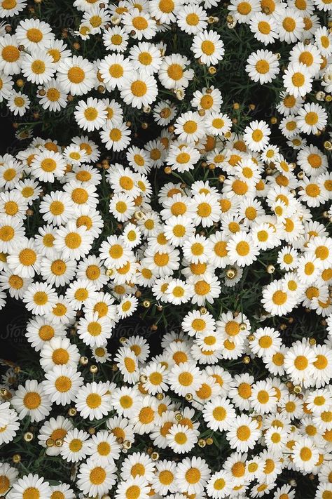 Iphone Background Quote, Flower Background Iphone, Daisy Wallpaper, White Petals, Flowers Background, Starting A Garden, Yellow Daisies, White Daisies, Yellow Heart