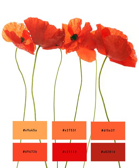 Color palette in red tones inspired by a photo of flowers - poppy Poppy Color Palette, Poppy Red Wedding, Color Palette Orange, Orange Wedding Color Palette, Photo Of Flowers, Orange Wedding Colors, Flower Poppy, Wedding Colors Red, Orange Wedding Flowers