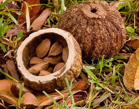 Hard, indehiscent fruits of the Brazil nut tree (Bertholletia excelsa). The fruit on the left has been opened to reveal the large edible seeds in their shells. The tree is found in the Amazonian forests of Brazil, Peru, Colombia, and Ecuador. Backyard Forest, Brazilian Fruit, Rainforest Ecosystem, Rare Fruits, Hazelnut Tree, Brazil Nut, Good Source Of Protein, Edible Seeds, Brazil Nuts