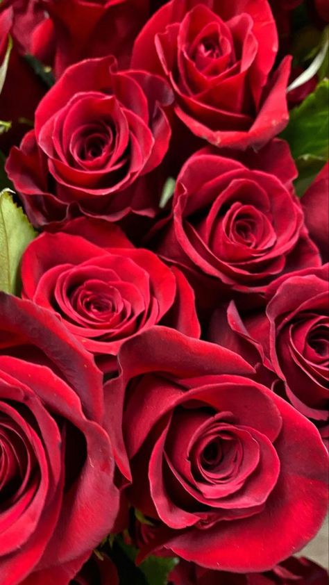 Roses | Flowers Online | Wholesale Flowers | Bulk Flowers Wholesale Roses, Roses Red, Free Photo Frames, Roses Flowers, Wholesale Flowers, Flowers Online, Floral Designs, Photo Frames, Free Photo