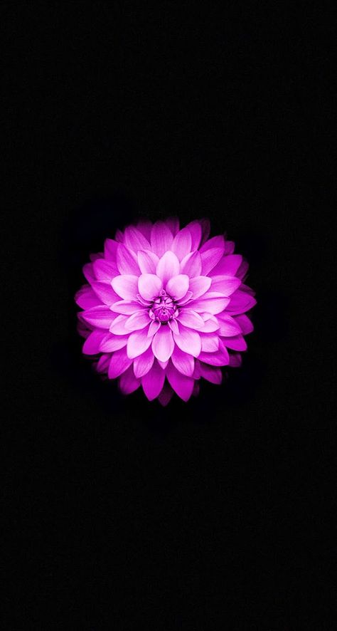 Iwatch Wallpapers, Flor Iphone Wallpaper, Iphone 6 Plus Wallpaper, Iphone 5s Wallpaper, Wallpapers Android, Iphone 6 Wallpaper, Flower Iphone Wallpaper, Wallpaper Android, High Resolution Wallpapers