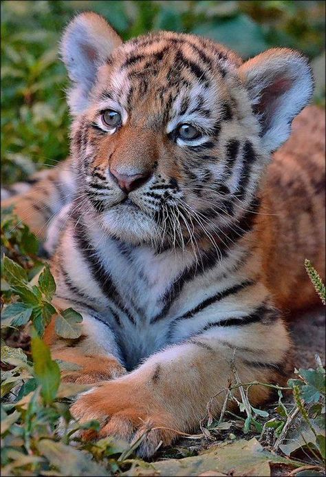 Tiger Pictures, Animals Photography, Big Cats Art, Baby Tiger, Cute Tigers, Baby Animals Pictures, Tiger Cub, Majestic Animals, A Tiger