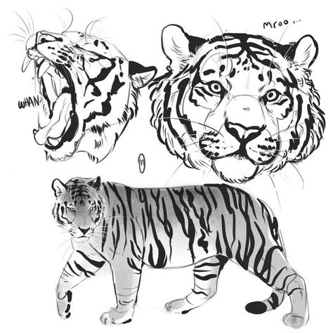 Siberian Tiger Drawing, Tiger Drawing Step By Step, White Tiger Drawing, Tiger Sketch, Tiger Drawing, Big Cats Art, 강아지 그림, Animal Study, Creature Drawings