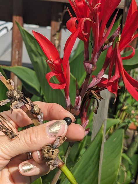 Harvesting Canna Seeds - Easy Tip on Saving Canna Lily Seeds Canna Lily Seeds, Canna Lily Landscaping Ideas, Cannas Plant, Canna Lily Landscaping, Canna Lily Garden, Cana Lily, School Garden Club, Canna Bulbs, Creek Garden