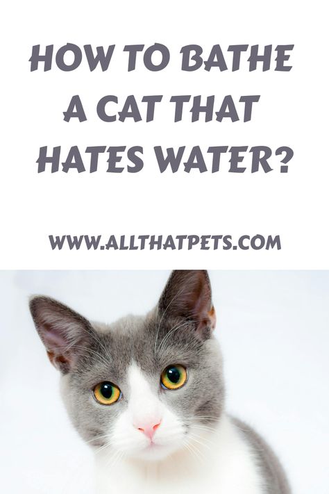 Discover stress-free techniques for bathing a water-averse cat! Master the art of feline grooming today. Try these tips now How To Give A Cat A Bath, Cat In Bathtub, Cat Wash, Warm Bathroom, Cat Tips, Cat Shampoo, Cat Health Care, Cat Bath, Older Cats