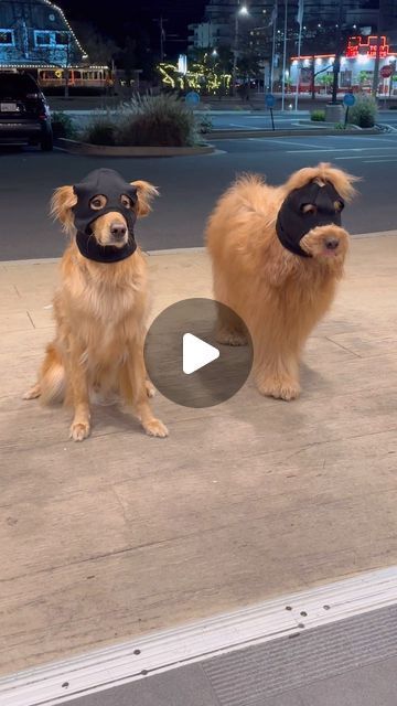 Golden Retrievers, Golden Retriever Smile, Chien Golden Retriever, Golden Retriever Funny, Golden Puppy, Comedy Skits, Golden Retriever Puppy, Yoga Pant, Funny Dog Videos