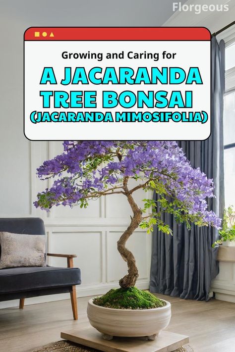 Jacaranda Tree Bonsai Jacaranda Mimosifolia, Garden Bonsai Tree, Bonsai Diy, Bonsai Making, Bonsai Pruning, Bonsai Forest, Bonsai Care, Bonsai Tree Care, Jacaranda Tree