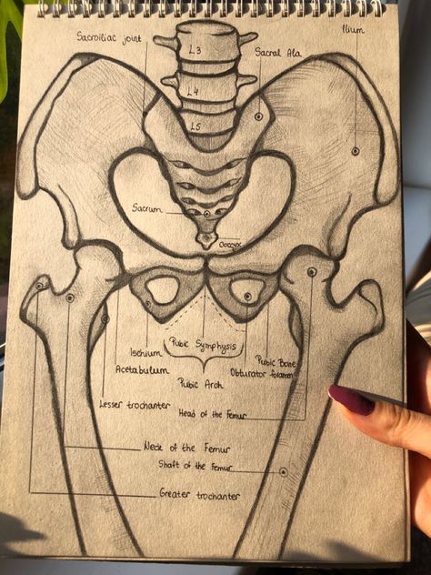 Skeleton Parts Drawing, Medical Anatomy Drawing, Anatomy Diagrams Study, Humerous Bone Anatomy, Cute Medical Drawings, Medical Drawings Anatomy, Anastesiologist Aesthetic, Skeletal System Drawing, Anatomy Drawing Notes