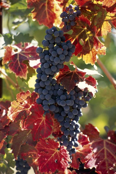 Grapes (Vitis vinifera) grow in U.S. Department of Agriculture plant hardiness zones 6... Grape Vines Aesthetic, Grape Leaves Aesthetic, Grapes On The Vine, Oregon Grape Plant, Wild Grape Vine, Grape Plant, Yard Waste, New Growth, Agriculture