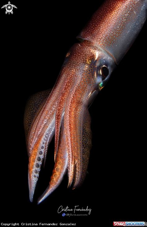 Squid Photo, Colossal Squid, Vampire Squid, Octopus Squid, Giant Squid, Aquatic Animals, Fish Painting, Sealife, Sea Animals