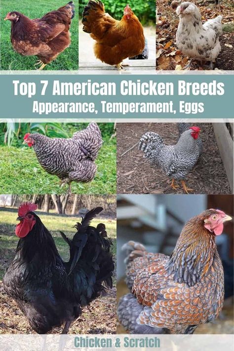 Chicken Egg Colors And Breeds, Americana Chickens Eggs, Ameraucana Chicken Eggs, Americauna Chickens, Heritage Breed Chickens, Americana Chickens, Ameraucana Chicken, Chicken Egg Colors, Heritage Chicken Breeds