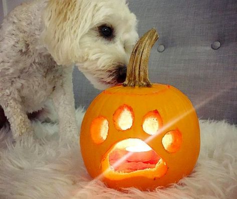 dog o lantern - Dog pumpkin carving ideas Pumpkin Carving Pictures, Pumpkin Easy, Pumpkin Stencils Free, Dog Faces, Easy Pumpkin Carving, Dog Pumpkin, Pumpkin Carving Designs, Broiled Chicken, Pumpkin Carving Ideas