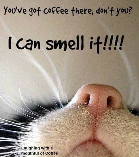 Today I need an IV drip start, just saying...  Good morning y’all and happy Thursday — make it a GREAT day! Kaffe Humor, Coffee Talk, Coffee Obsession, Coffee Pictures, Coffee Coffee Coffee, Morning Humor, Coffee Is Life, Good Morning Coffee, Visual Statements