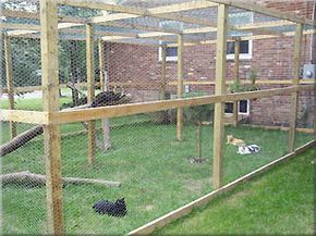 Free Outdoor Cat Enclosure Plans | Cats| Cats can roam the great outdoors in this spacious enclosure. Description from pinterest.com. I searched for this on bing.com/images Outdoor Cat Run, Cat Habitat, Diy Chat, Cat Advice, Cat Pen, Cat Patio, Outdoor Cat Enclosure, Cat Run, Pet Enclosure