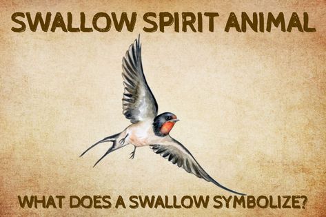 Swallow Spirit Animal: What Does a Swallow Symbolize? Swallow Meaning, Swallow Symbolism, Spirit Animal Quiz, Animal Quiz, Barn Swallow, Spiritual Realm, Red Face, Power Animal, Spirit World