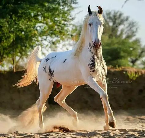 Cheval Pie, Different Horse Breeds, Marwari Horses, Rare Horses, Horse Ears, Horse Inspiration, Horse Boarding, Art Horse, Most Beautiful Horses