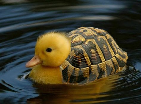 Hybrid Animals Turtle and Duck Has Science Gone Too Far? Or Not Far Enough? Visit for more Hybrid Animals! | Has Science Gone Too Far? Swimming, Water, Animals