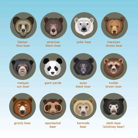 11 Types of Bears From Around the World Malayan Sun Bear, Kodiak Brown Bear, Asian Black Bear, Spectacled Bear, Bear Species, Kodiak Bear, American Black Bear, Sloth Bear, Bear Names