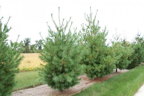 Pinus strobus (Eastern White Pine) Eastern White Pine Tree, Best Trees For Privacy, Types Of Pine Trees, Pinus Strobus, Fence Trees, Thuja Green Giant, Giant Arborvitae, Arborvitae Tree, White Pine Tree