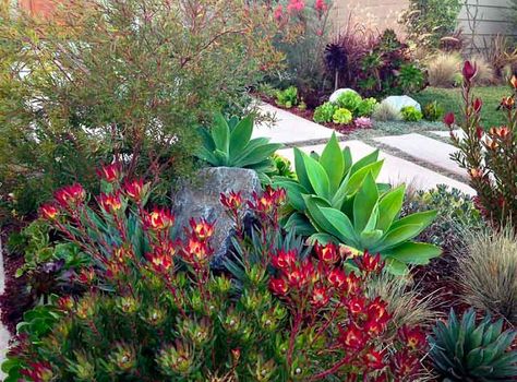 Protea Garden, Dry Gardens, Mass Planting, Succulent Landscape Design, Low Water Gardening, Australian Native Garden, Drought Tolerant Garden, Drought Tolerant Landscape, Succulent Landscaping