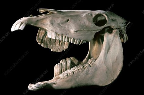 Deformed horse skull - Stock Image - C004/2583 - Science Photo Library Deformed Skull, Skull Photography, Horse Bones, Horse Skull, Skull Reference, Veterinary School, Animal Skeletons, Horse Anatomy, Animal Skull