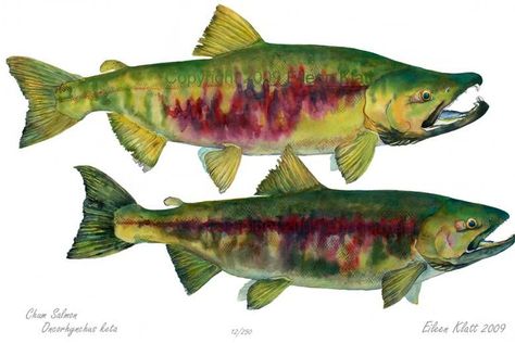 Fly Fishing | Blog | Photos | Podcasts | Travel | Gear | and More - Moldy Chum Salmon Drawing, Salmon Tattoo, Chum Salmon, Fly Fishing Art, Fish Illustration, Fish Drawings, Sea Art, Fish Painting, Fish Art