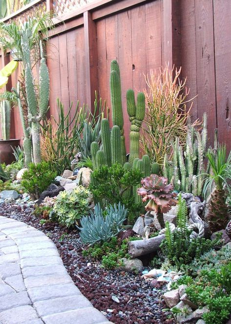 Succulent Landscape Design, Succulent Garden Design, Succulent Landscaping, نباتات منزلية, Arrangement Ideas, Succulent Gardening, Desert Garden, Succulent Garden, Side Yard