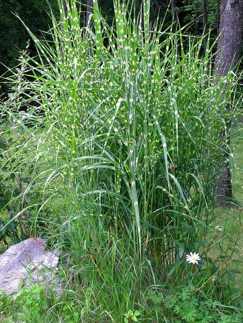 Ornamental Grasses For Shade, Landscaping 101, Grass Planting, Ornamental Grass Landscape, Winter Texture, Grass Plants, Fountain Grass, Grasses Landscaping, Grasses Garden