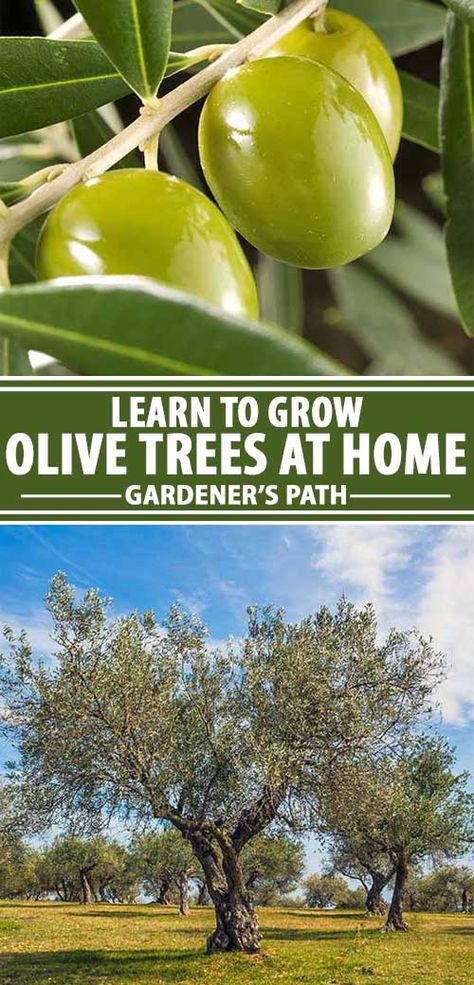 Learn everything you need to know about how to grow the majestic olive tree, a large plant that makes a dramatic landscape statement while providing delicious fruit that's suitable for preserving in brine, oil, or water, or for pressing to make a flavorful oil that’s beloved by cooks around the world. Read more now. #olivetrees #growingolives #orchards #mediterraneanplants #gardenerspath Olive Tree Garden, How To Grow Olives, Olive Tree Care, Olive Trees Garden, Growing Olive Trees, Dramatic Landscape, Mediterranean Plants, Tree Garden, Fall Garden Vegetables