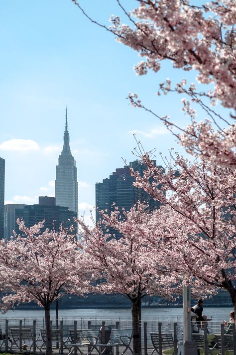 Japanese Cherry Tree, Eastern Redbud, Liberty Island, Photos Wall, Roosevelt Island, Grand Central Terminal, Washington Square Park, Island City, New York Photos