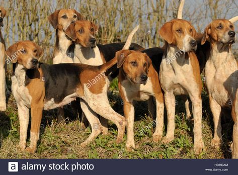 english foxhound pack Stock Photo: 128846780 - Alamy Fox Hound, English Foxhound, Every Dog Breed, Fox Hunt, Hunting Life, Hunt Scene, American Animals, Animal References, Fox Hunting