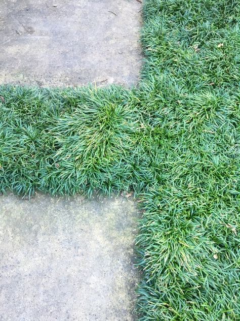 How to pick ground covers between pavers!! Here, mondo grass nicely resembles a green Flokati rug. Photograph by Kier Holmes. via gardenista Pavers And Grass Patio, Paver Grass Walkway, Lawn Paver Ideas, Patio Stones With Grass In Between, Grass In Between Pavers, Pavers And Grass Backyard, Mondo Grass Between Pavers, Mondo Grass Pavers, What To Plant Between Pavers