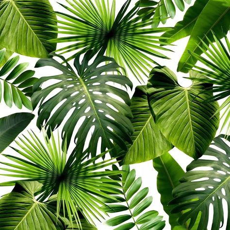 Tropical Leaf Wallpaper, Wallpaper Estetika, Palm Wallpaper, Wallpaper Green, Tropical Wallpaper, Plant Wallpaper, 수채화 그림, Tropical Art, Tropical Leaf