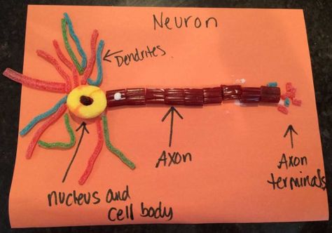 Introduction to Candy Neuron This candy neuron project is a really great hands-on way to help kids understand how the nervous system works. The FREE downloadableworksheetteaches kids about the brain spinal cord and nervous system and how to protect it from damage.This post contains affiliate links which means #humanbodysystem #human #body #system #the #brain Cell Project Ideas Models, Cell Project Ideas, Nervous System Projects, Neuron Model, Cell Model Project, Human Body System, Cell Project, Brain Models, Human Body Science