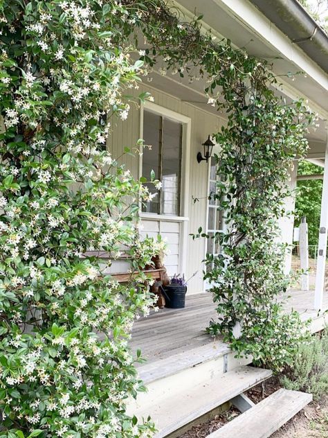 Climbing Jasmine On House, Jasmine Bush Landscaping, Jasmine Plant Outdoor, Jasmine Flower Garden, Jasmine Arbor, Jasmin Plant, Climbing Jasmine, Jasmine Plant Indoor, Indoor Jasmine