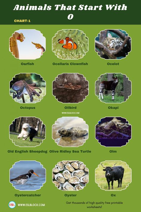 Nature, Types Of Sentences Worksheet, Animal Infographic, Animals Name, Alphabet Animals, Land Animals, Urdu Language, Improve Your Vocabulary, Types Of Sentences