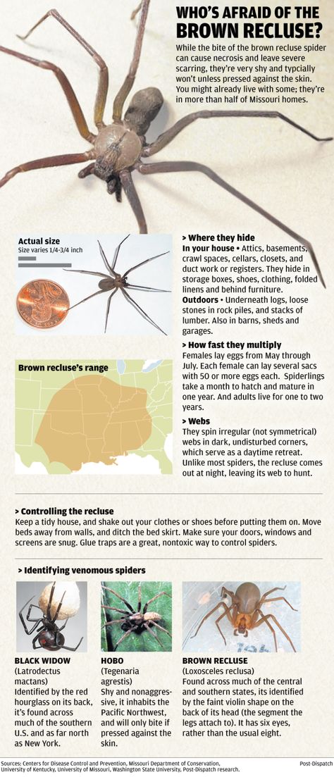 Spider Identification Chart, Spider Identification, Dangerous Spiders, Spider Fact, Arachnids Spiders, Brown Recluse Spider, Recluse Spider, Types Of Spiders, Spider Species