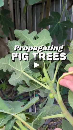 How To Grow A Fig Tree, Propogating Plants, Fig Fruit Tree, Growing Fig Trees, Fig Trees, Fig Plant, Coastal Gardens, Time Is Now, Plant A Tree