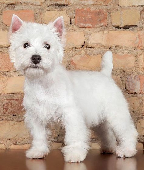 Westie pup! Western Highland Terrier, West Highland White Terrier Haircuts, Westie Puppy Haircut, White Highland Terrier, Westie Haircut Hairstyles, Western Terrier, Westie Haircut, Westie Grooming, Terrier Haircut