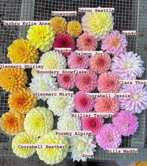 Heidi | DAHLIAS OF AUSTRALIA on Instagram: “💛🩷🤍 👉swipe for dahlia names #dahlias” Dahlia Flower Garden, Dahlia Varieties, Flower Board, Vegetable Garden Tips, Dahlias Garden, 2025 Wedding, Flat Lays, Flower Names, Dahlia Flower