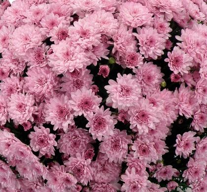 Latina Pink Mum - This mid/late season mum has a mounded growth habit and brilliant colored blooms. Belgian Mums branch better and produce more blooms and color than other mums. Add early, mid Mum Flower, Pink And White Mum, Pink Mums, How To Take Care Of Mums, Mum Varieties, Hardy Mums, White Mums, Mums Flowers, Shrub Roses