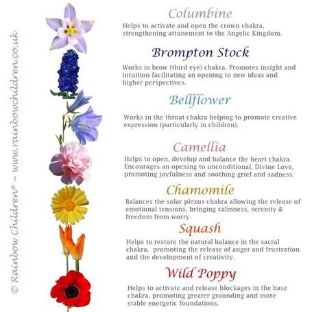 Flower essences for the chakras. Chakra Flowers, Flower Essences Remedies, Chakra Painting, Healing Flowers, Bach Flowers, Chakra Tattoo, Flower Remedies, Jewelry Gold Necklace, Bach Flower Remedies